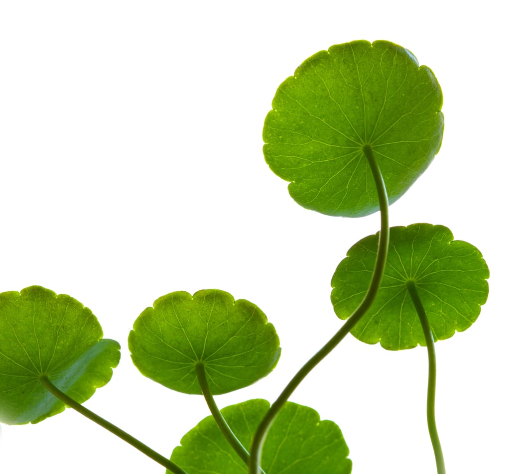 Centella asiatique. Photo : Getty Images