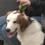 Regardez : Rencontrez un autre chien de la Cedar Valley Humane Society !