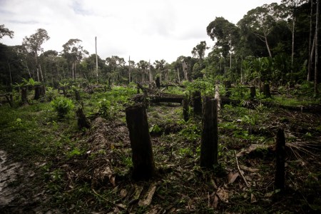 Une enquête a révélé tous les effets de l’élevage bovin en Amazonie