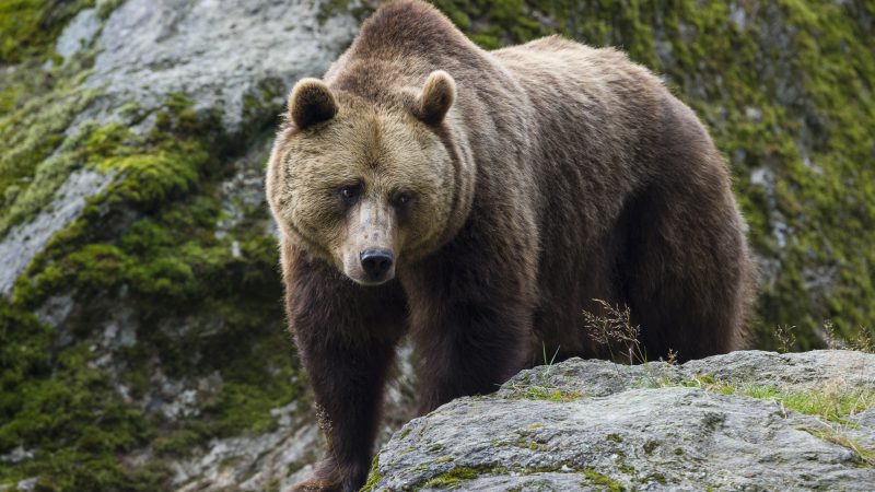 D’abord les loups, maintenant les ours : le PPE envisage de nouveaux changements en matière de protection de la nature