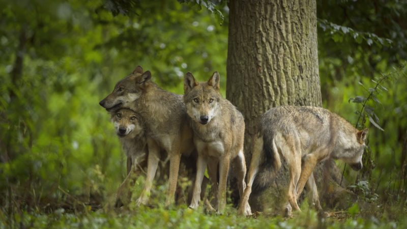 La Commission de Berne vote en faveur d’un abaissement du statut de protection des loups