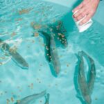 Marché des aliments pour poissons à base de plantes