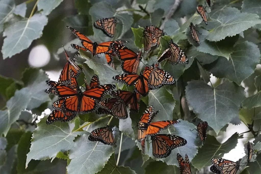 Les responsables de la faune décident d’inscrire les papillons monarques sur la liste des espèces menacées